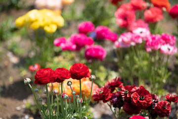 赤いラナンキュラス