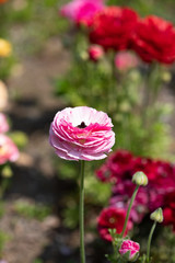 ピンクのラナンキュラス