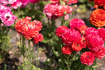 赤いラナンキュラス