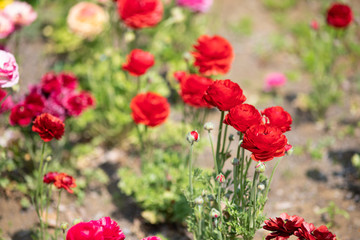 赤いラナンキュラス