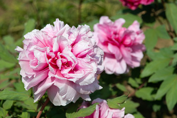 ピンクの牡丹
