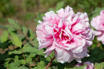 ピンクの牡丹