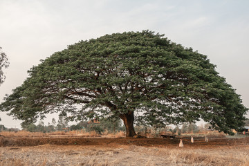 Selective focus giant Monkey pod tree in dried field.Also sometimes known as Samanea saman,Albizia...