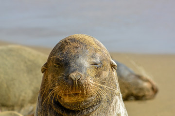 Naklejka premium Sea Lion looking straight into the camera from close in