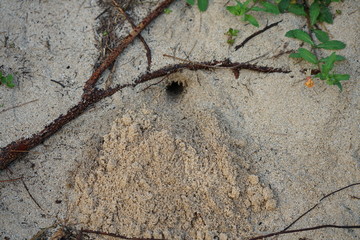 Amami Oshima, Japan - April 8, 2019: Burrow, den or nesting hole of a Hermit Crab at Tomori Beach at Amami Oshima, Kagoshima, Japan