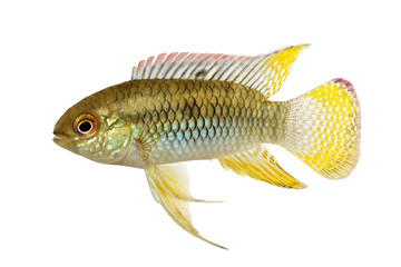 Dwarf Cichlid Flag Acara Aquarium Fish Laetacara curviceps