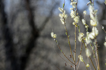 Flowering bush of pussy-willow in the spring forest