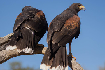 Harris's Hawk - Sonora Desert - Raptor Predator - Desert Wildlife