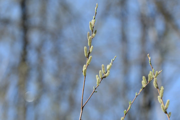 Naklejka premium Flowering bush of pussy-willow in the spring forest