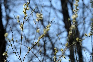 Flowering bush of pussy-willow in the spring forest