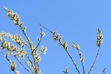 Flowering bush of pussy-willow in the spring forest