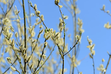 Flowering bush of pussy-willow in the spring forest