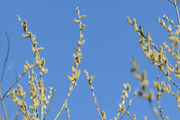 Flowering bush of pussy-willow in the spring forest