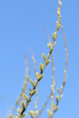 Flowering bush of pussy-willow in the spring forest