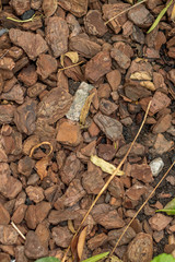Wood chips in a flower bed in a garden to assist with moisture retention image with copy space