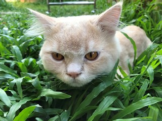 close up cute curious Persian cat face sit on green backyard