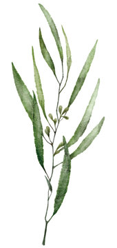 Watercolor olive leaves  isolated on white background. 