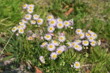 Fototapeta premium Philadelphia fleabane flowers