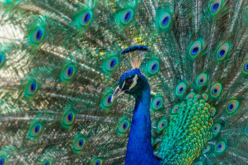 Fototapeta na wymiar Peacock male, Phasianidae, displaying brillant plumage in blue and green hues