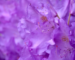 Fototapeta na wymiar Close up of purple flower