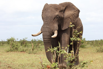 Afrikanischer Elefant / African elephant / Loxodonta africana
