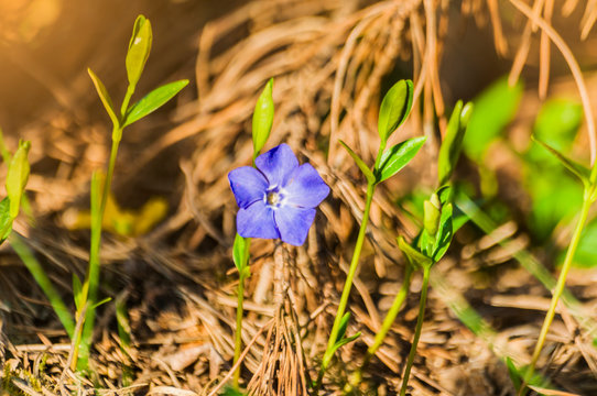 Wiosenne leśne kwiatki
