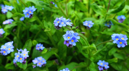 Obraz na płótnie Canvas Beautiful and delicate small blue Myosotis flowers close up on green grass background.