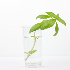 Green branch plants in a glass of water