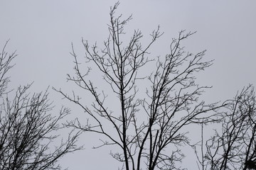 silhouette of a tree