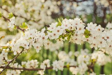 blooming cherry tree
