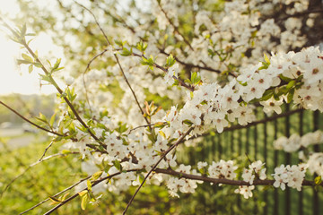 Blossom tree in spring