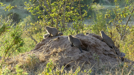 wide view of banded mongoose in masai mara