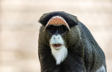 De Brazza's Monkey, Cercopithecus neglectus, an attractive primate with distinctive fur