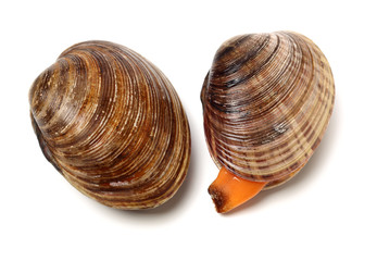 Stacked fresh raw clams on white background