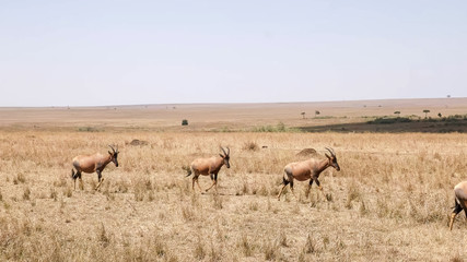 Fototapeta na wymiar topi antelope herd walking in unison in masai mara game reserve
