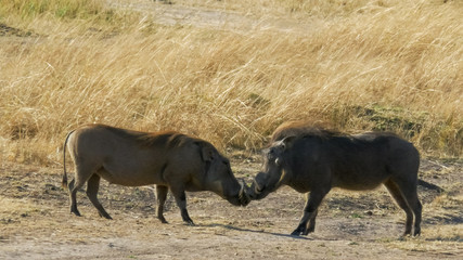 two warthogs face each other in masai mara national park