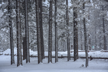 Fototapeta premium winter forest landscape 
