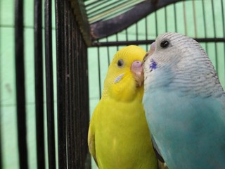 parakeets in the cage