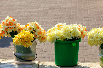 Bouquets of yellow daffodils of various kinds are sold on the market in plastic buckets.