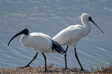 Ibis and spoonbill
