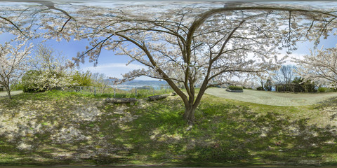 VR360度素材 三原の桜