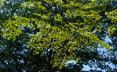 Green maple leaves on the tree