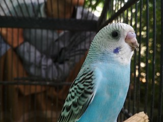 parakeets in the cage
