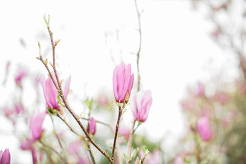 Magnolia Tree