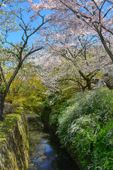 Cherry blossom in Kyoto, Japan