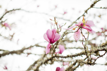 Magnolia Tree