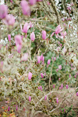 Obraz premium Magnolia Tree