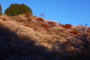 Obraz premium 紅葉と四季桜の山