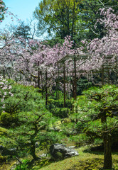 Cherry blossom in Kyoto, Japan