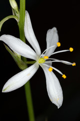 Fototapeta premium Spring and flower